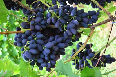 Плевен Мускатный - саженцы винограда