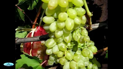 Виноград Августин. | Гатчинский виноградник | Дзен