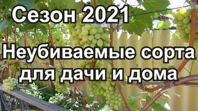 Болгария устойчивая - саженцы винограда купить