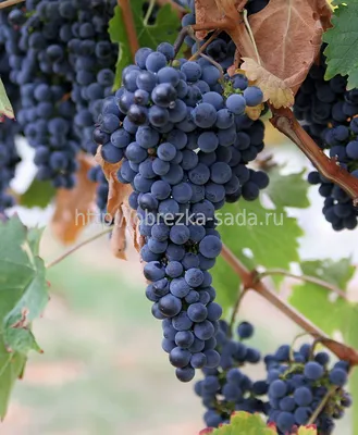 Августин - средне-ранний сорт винограда, Виноград Белецких