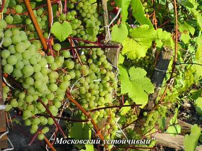 Сорта винограда · Садовий центр «Shoni»