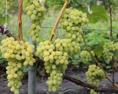 Удивительный Феномен-сорт столового винограда. У нас растет 10 лет |  нетипичный пенсионер | Дзен