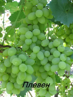 классификация винограда. Сорта винограда. Услуги агрономов.