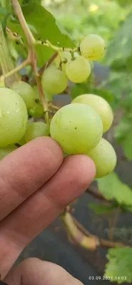 Просто о винограде | Блог интернет-магазина Подворье