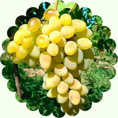 Современный сортимент винограда | АППЯПМ