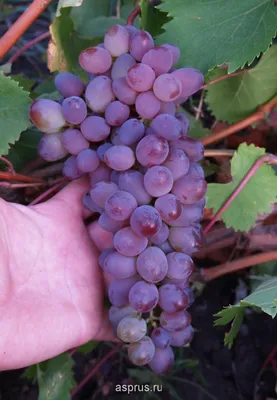 Сорта винограда | Садоводство средней полосы России