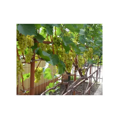 Виноград Плевен: описание сорта, фото, отзывы