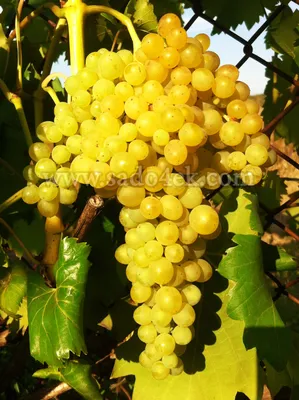 Виноград Плевен: описание сорта с характеристикой и отзывами, особенности  посадки и выращивания, фото