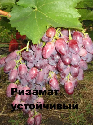 Саженцы винограда Славута - купить недорого интернет магазин с доставкой по  Украине |Sezon