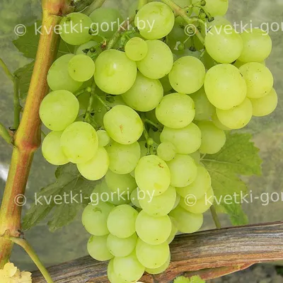 Современный сортимент винограда | АППЯПМ