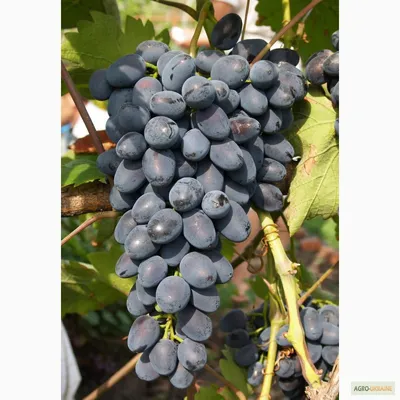 Сорта винограда | Садоводство средней полосы России