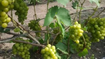 Столовые сорта винограда : Прима Украины (Плясунов В.Н.)