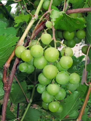 Прима Украины - Сторінка 6 - форум-виноград