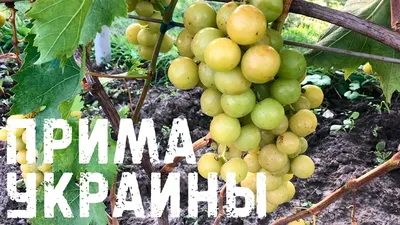 Каталония\", \"Прима Украины\", \"Ливия\" попали в топ сортов винограда Николая  Синявина