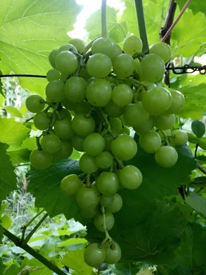 Прима Украины - форум-виноград
