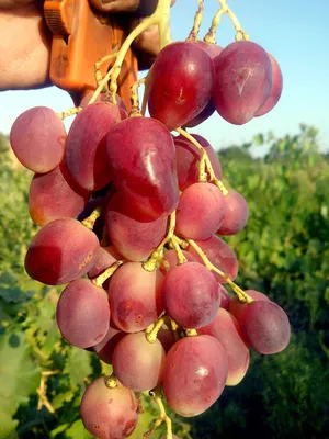 Виноград Прима Украины: описание сорта, фото