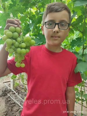 Виноград Прима Украины 2019г - YouTube