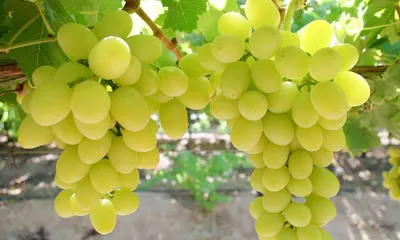 Саджанці винограду Пріма України (ID#921508204), цена: 150 ₴, купить на  Prom.ua