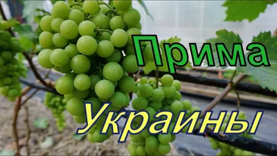 Виноград :: Бобруйск - сад и огород (семена, саженцы, инвентарь, садовая  техника)