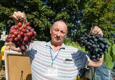 Подарок Украине - саженцы винограда