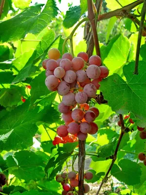виноград, русбол, плодовые морозостойкие - Экзотик Флора