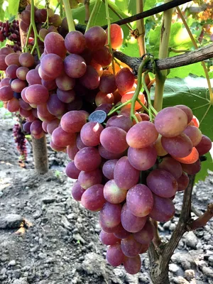 Прима сидлис - сорт винограда.описание.фото. - vinogradnik.com.kg