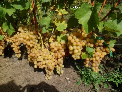Прима Украины - форум-виноград