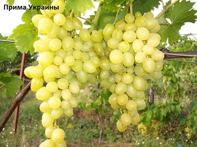 Виноград Прима Украины - купить саженцы ягодных культур с доставкой по  Украине в магазине Добродар