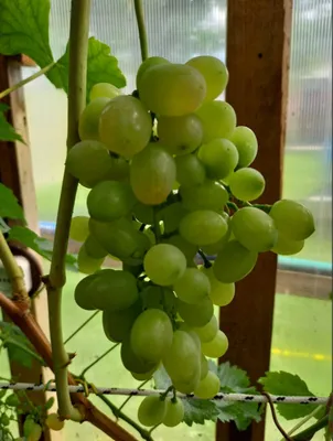 Описание сорта винограда Альбина: фото, отзывы, видео | Vinograd-Loza