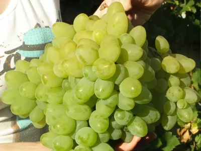 Сажанцы и черенки винограда: цена 50 грн - купить Саженцы на ИЗИ |  Черкасская область