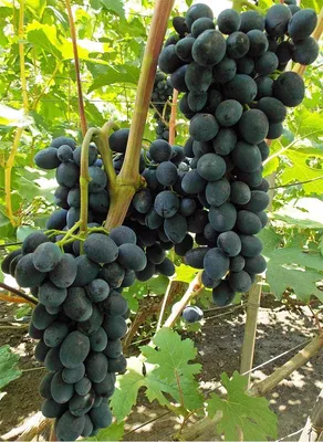 Виноград Ришелье: характеристика и описание гибридной формы, особенности  гроздей, фото и отзывы