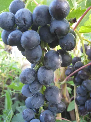 Виноград, саженцы, вино в Запорожье - Лучшие чёрные сорта