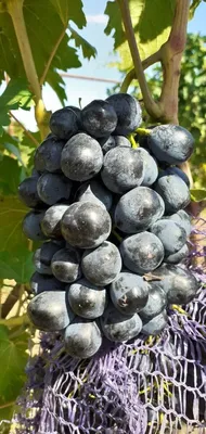 Сорт винограда Ришелье - YouTube
