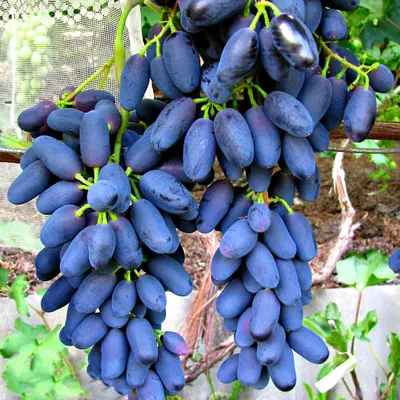 Виноград Черная вишня | Всё о винограде | Виноград, Растения, Ягоды
