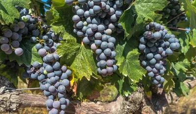 Виноград Лорано - купить саженцы ягодных культур с доставкой по Украине в  магазине Добродар