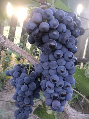 Саженец виноград сорт Мускат Оттонель - buy on Agrobiz, price90 грн. -  5374457