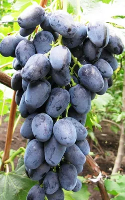 Виноград, саженцы, вино в Запорожье - Лучшие чёрные сорта