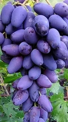 Виноград Черная вишня