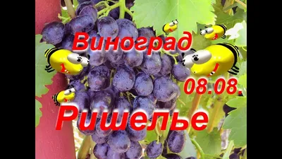 Саженцы Винограда Чёрная Пантера - раннего срока, транспортабельный,  урожайный заказать по почте в питомнике DREVO •1051229473