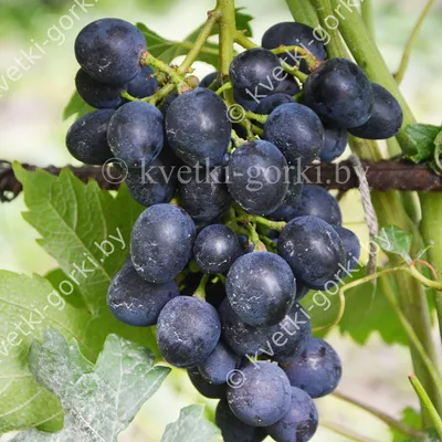 Галия | ЛОЗА | купить саженцы винограда | описание сортов винограда | как  растить виноград | Вкусный виноград | Бердянск