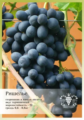 Виноград ришелье, сорт винограда ришелье, ришелье виноград описание, виноград  ришелье фото