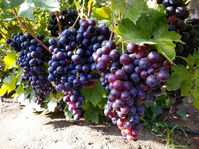 О столовых сортах винограда, которые я выращиваю или выращивал в Пензенской  области | Пикабу