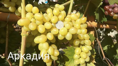 Саженец винограда Ришелье - купить на Агробиз, цена30 грн. - 5374427