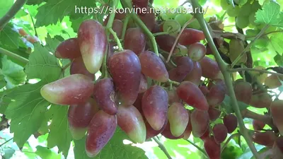 О столовых сортах винограда, которые я выращиваю или выращивал в Пензенской  области | Пикабу