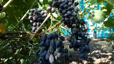 Виноград Ришелье (2017) - YouTube