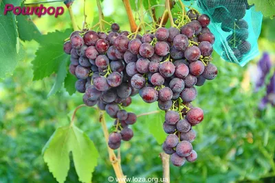 Виноград Елизавета - купить саженцы ягодных культур с доставкой по Украине  в магазине Добродар
