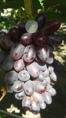 Живая Лоза - Наш ассортимент винограда