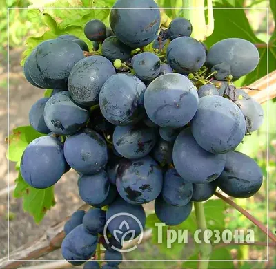 Блог про виноград Киушкина Николая: Поездка по виноградникам 2012  (Федоренко, Елисеевы)