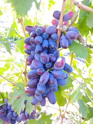Виноградные сорта Бордо: черный виноград
