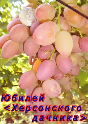 Сорта винограда. Фото | GRAPES.BY/ Valery Pomelnikov